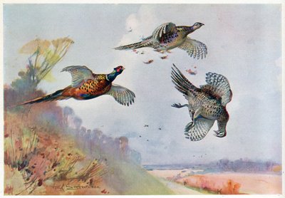 Hoge Fazanten, illustratie uit 