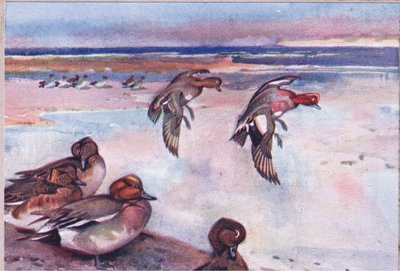 Wilde eenden, illustratie uit Wild Nature & Country Life gepubliceerd door Hodder & Stoughton, ca. 1910 door Frank Southgate