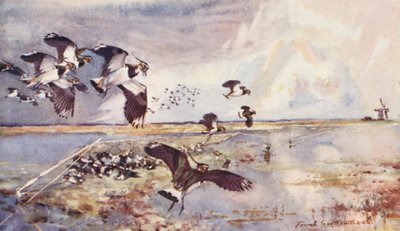 Wild leven in Oost-Anglia: Plover-Netting door Frank Southgate