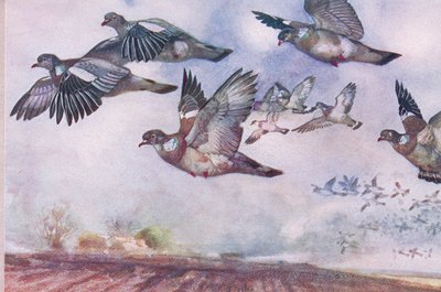 Houtduiven in vlucht, illustratie uit Wild Nature & Country Life gepubliceerd door Hodder & Stoughton, ca. 1910 door Frank Southgate