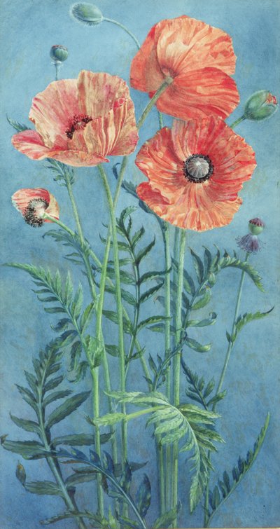 Klaprozen, 1916 door Frank Steeley