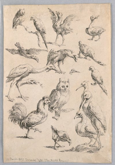Assortiment van Vogels, uit de 