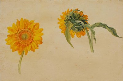 Zonnebloemen door Franz Horny