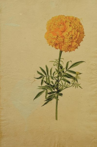Tagetesbloem door Franz Horny