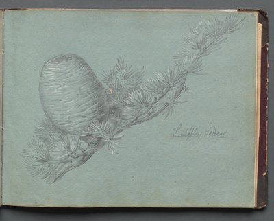 Album met uitzichten van Rome en omgeving, landschapsstudies, pagina 49a: Studie van een groenblijvende... door Franz Johann Heinrich Nadorp