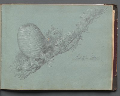 Album met uitzichten van Rome en omgeving, landschapsstudies, pagina 49a: Studie van een groenblijvende tak met dennenappel door Franz Johann Heinrich Nadorp