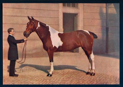 Een foto van een paard genomen met een Zeiss Tessar-lens door Franz Kuhn