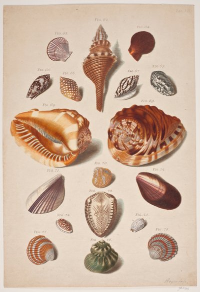 Illustratieplaat met schelpen door Franz Michael Regenfus