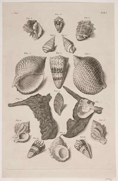 Planche met Schelpen. Planche 1. door Franz Michael Regenfus