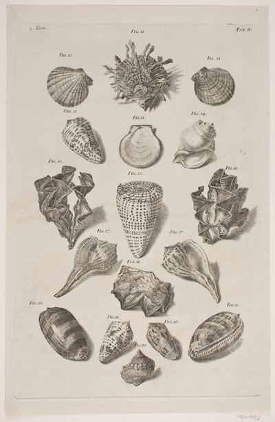 Planche met schelpen. Planche 2. door Franz Michael Regenfus