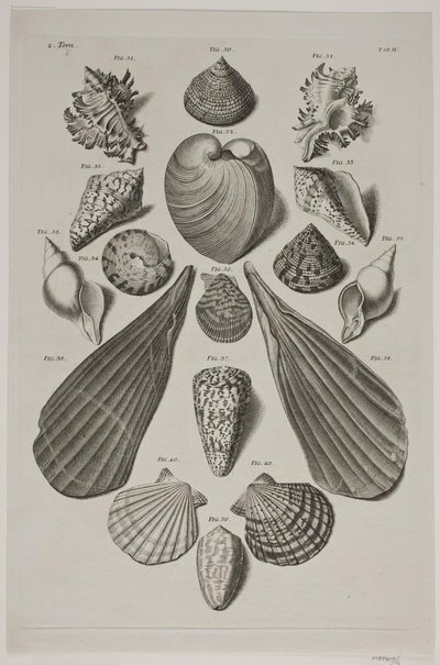 Planche met schelpen. Planche 4 door Franz Michael Regenfus