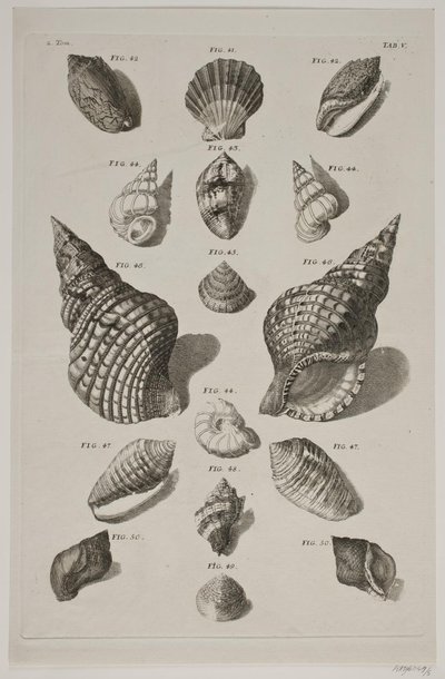 Planche met schelpen. Planche 5. door Franz Michael Regenfus