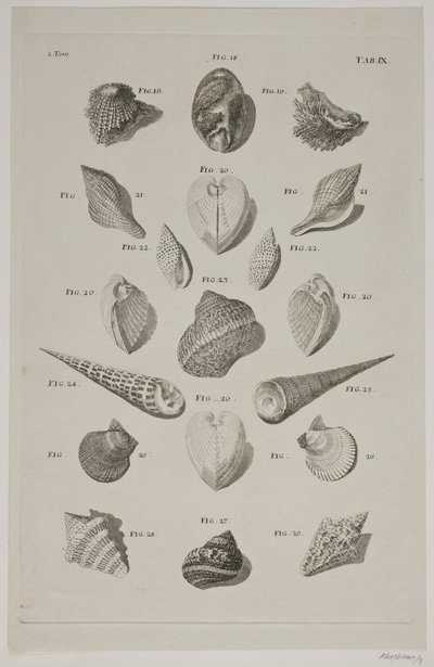 Planche met schelpen. Planche 9. door Franz Michael Regenfus