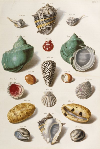 Verschillende schelpen door Franz Michael Regenfus