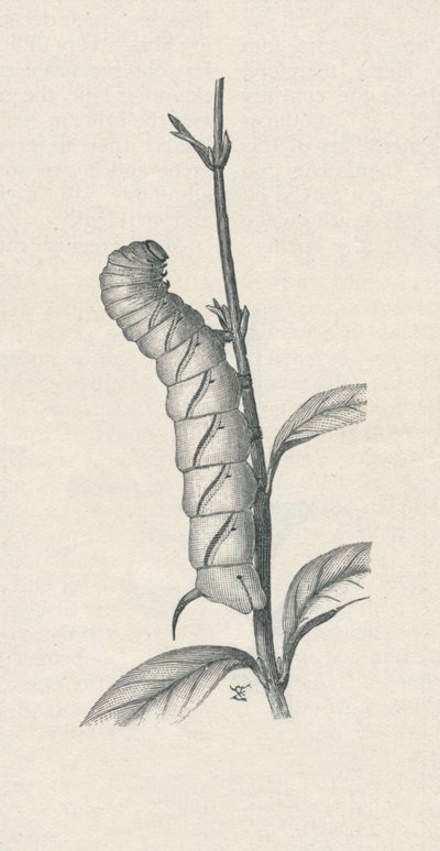 Volgroeide Rups van de Ligusterpijlstaart, c1900, 1910 door Fred Enock