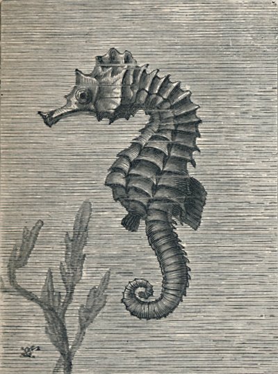 Het zeepaard, onvermomd, rustig zwemmend, ca. 1900-1910 door Fred Enock