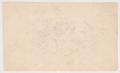 Botanische schetsen door Frederic Edwin Church