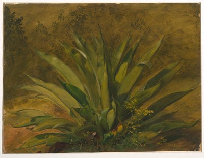 Eeuwplant door Frederic Edwin Church