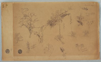 Tekening, Een groep van dertien botanische studies uit Colombia of Ecuador, 1853 door Frederic Edwin Church