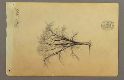 Tekening, Een boom zonder bladeren, februari 1845 door Frederic Edwin Church
