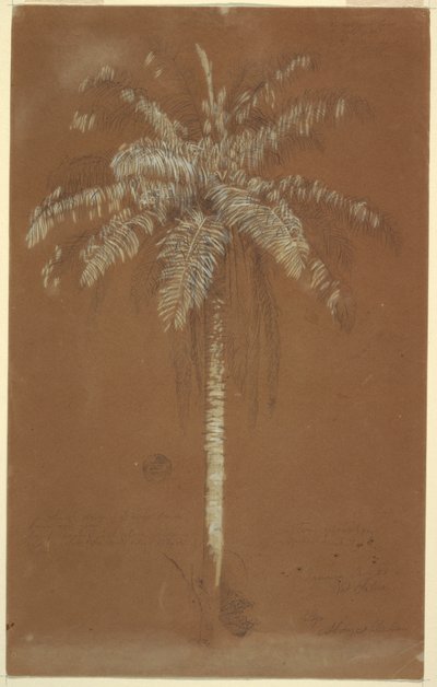Tekening, Abaye Palm, Mt. Salus, Jamaica, juni 1865 door Frederic Edwin Church
