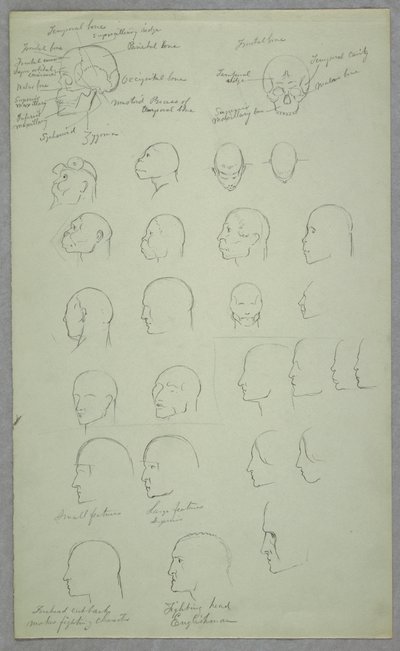 Tekening, Anatomische studies, 1865-70 door Frederic Edwin Church