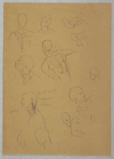 Tekening, Anatomische studies, 1865-70 door Frederic Edwin Church