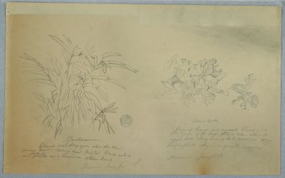 Tekening, Pijlwortel- en kardemomstudies, Jamaica, juni 1865 door Frederic Edwin Church