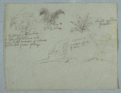 Tekening, Bamboe, Wijnstok en een Jonge Palm, Plant, en twee Taferelen van Regen die uit Wolken over Richels valt, Rio Magdalena, Colombia, 1853, waarschijnlijk mei door Frederic Edwin Church