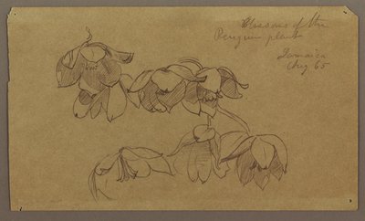 Tekening, Bloesems van Penguin Hill, augustus 1865 door Frederic Edwin Church