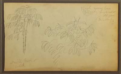 Tekening, Botanische schetsen, 1857 door Frederic Edwin Church
