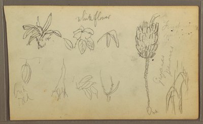 Tekening, Botanische schetsen, 1857 door Frederic Edwin Church