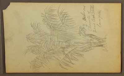 Tekening, Botanische schetsen, 1857 door Frederic Edwin Church