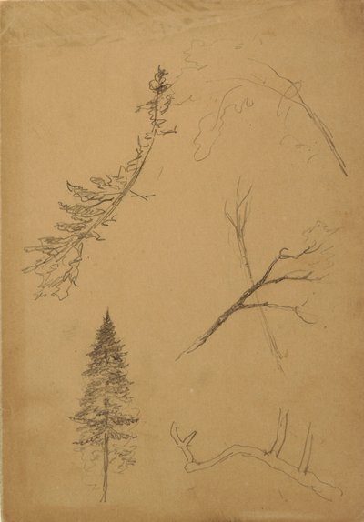 Tekening, Botanische schetsen, 1888 door Frederic Edwin Church