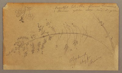 Tekening, Botanische schetsen, augustus 1865 door Frederic Edwin Church