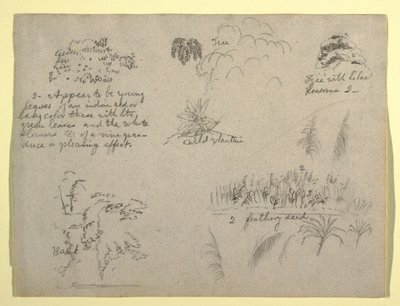Tekening, Botanische schetsen, Colombia, 1853 door Frederic Edwin Church