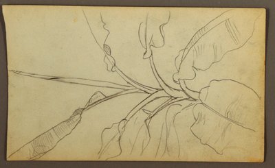 Tekening, Botanische Schetsen, Ecuador, of Colombia; Verso: Botanische Schetsen, 1857 door Frederic Edwin Church
