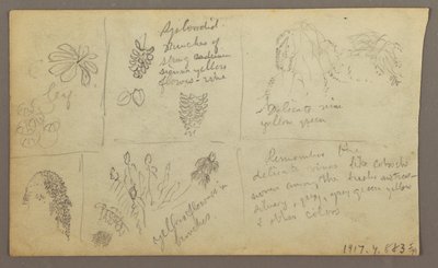 Tekening, Botanische Schetsen, Ecuador, of Colombia; Verso: Botanische Schetsen, 1857 door Frederic Edwin Church