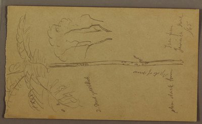 Tekening, Botanische schetsen, juni 1865 door Frederic Edwin Church
