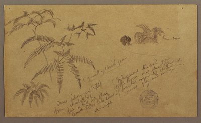 Tekening, Botanische schetsen, mei-augustus 1865 door Frederic Edwin Church
