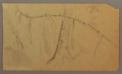Tekening, Botanische schetsen, mei-augustus 1865 door Frederic Edwin Church
