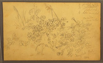 Tekening, Botanische schetsen, mei 1857 door Frederic Edwin Church