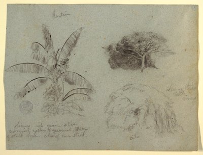 Tekening, Botanische schetsen, Zuid-Amerika, mei 1853  door Frederic Edwin Church