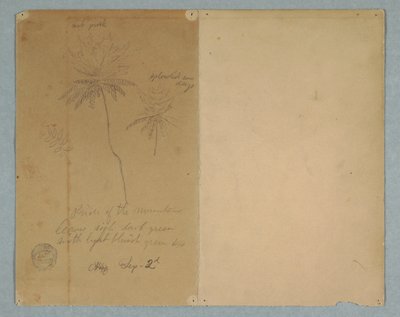Tekening, Botanische schetsen: een tak, een boom en een boomtop, Zuid-Amerika, 2 september 1853 door Frederic Edwin Church