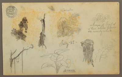 Tekening, Botanische schetsen uit Colombia: Bamboebomen, stammen en details, juli 1853 door Frederic Edwin Church