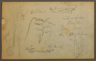 Tekening, Botanische schetsen van de Rio Magalena, Colombia, mei 1853 door Frederic Edwin Church