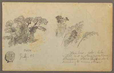 Tekening, Botanische studies van Columbia, juli 1853 door Frederic Edwin Church