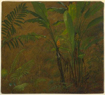 Tekening, Botanische studies uit Jamaica, West-Indië, juni 1887 door Frederic Edwin Church