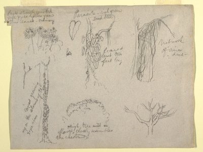 Tekening, Botanische studies gemaakt van de Rio Magdalena, Colombia:  Parasiet, Dode boom, 1853 door Frederic Edwin Church