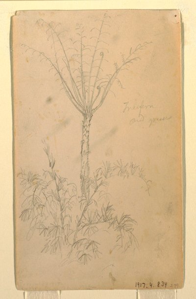 Tekening, Botanische studies van boom, mei-juni 1857 door Frederic Edwin Church